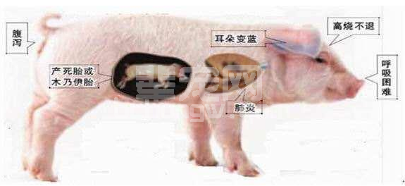 一次疫苗免疫，让这个猪场一个周损失了40窝小猪，怎么回事？