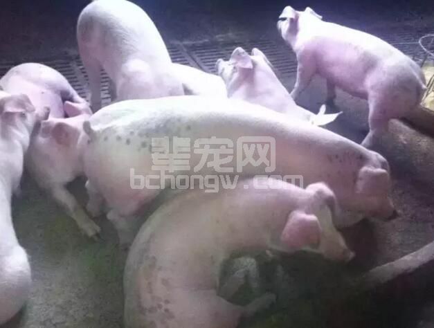 猪群健康状况与成本之间的影响