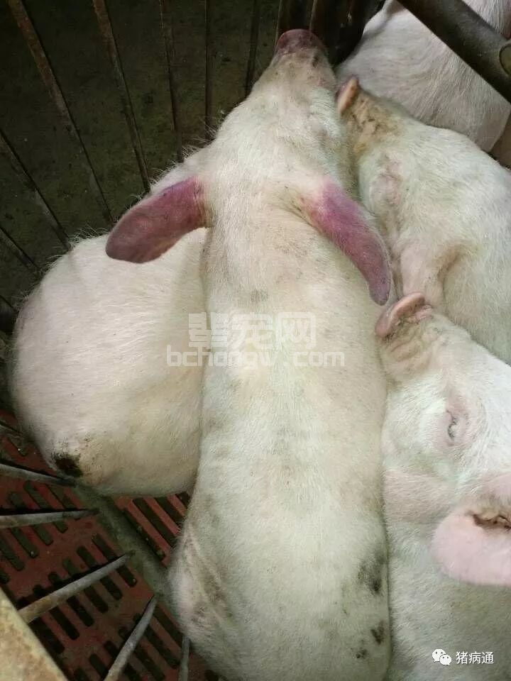 春季猪场最易发生的猪病，不要让他成为猪场利润的绊脚石！