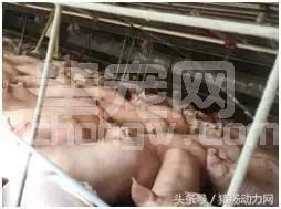这家猪场PSY高达36头！秘诀都在最后11点里.....