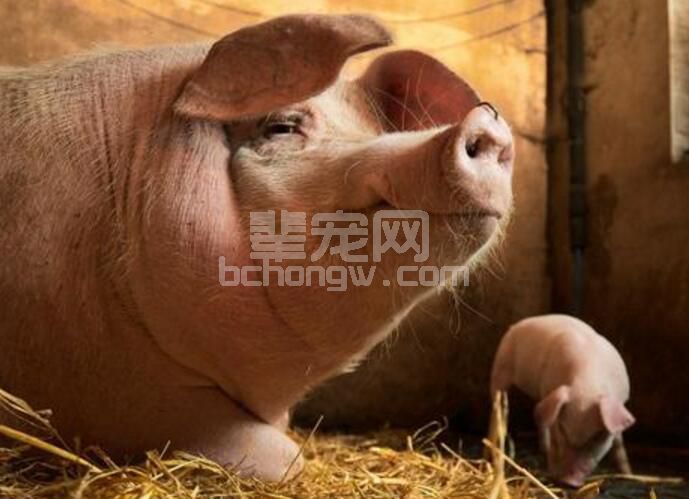 光照多少能让母猪生的多，育肥长的好？