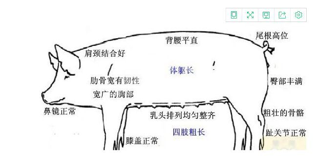 选育良种母猪5大技巧