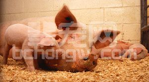 关于提高母猪泌乳能力的7个技巧，你可能还不知道!