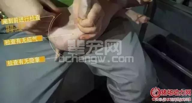 仔猪阉割手术详细步骤，记住这10点能救猪命！