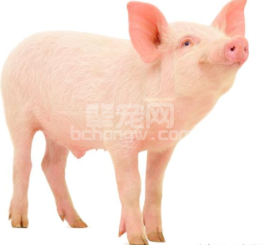 春季是万物生长的时节，如何做好猪只饲养，加快长势