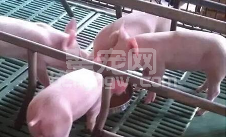 断奶阶段的育肥猪，该喂什么类型的饲料呢？