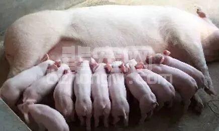母猪生小猪的时候，前一顿食到底该不该喂？