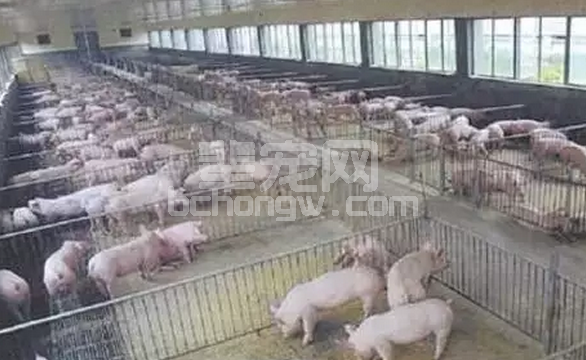 实用！猪群结构与存栏头数，可以这样算！