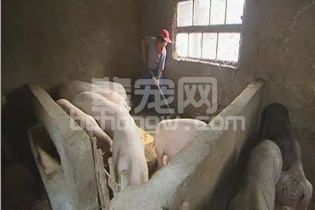 养猪人别再天天盯着猪价啦，还有件事依旧是关乎猪场存亡的大事！
