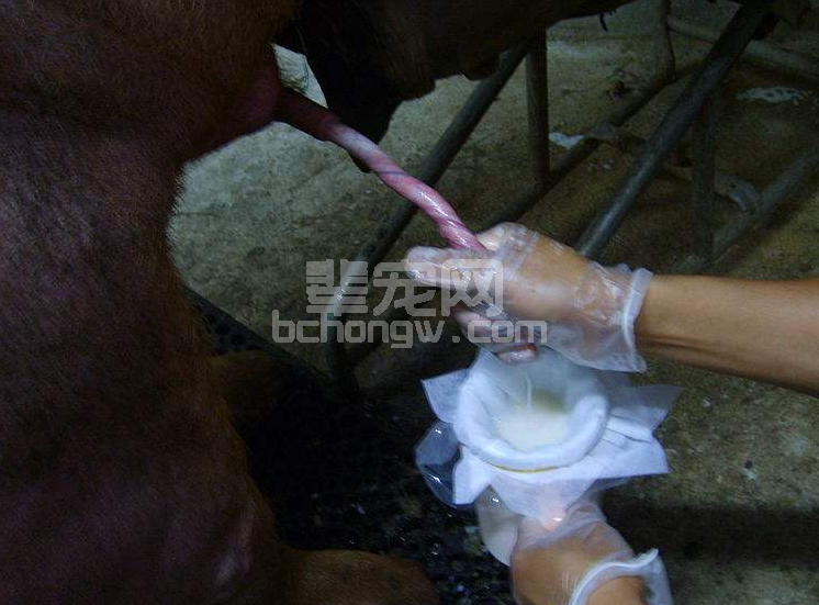要保证精液质量，采精操作一定要重点关注这7点