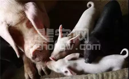 母猪怀孕2大事件，牢牢记住好应对！