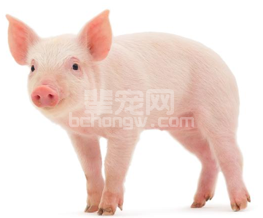 保育猪只分群和饲养的秘诀