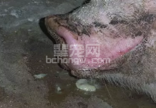 还有这种操作？简单四招，让你的猪群少生病！