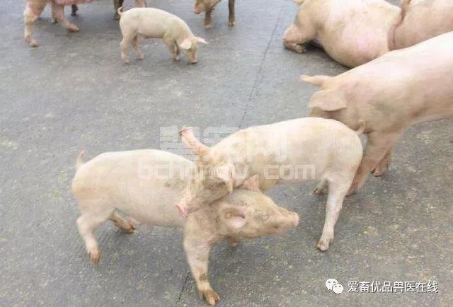 12头猪总欺负1头猪，这是什么原因造成的？