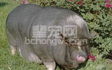 猪呛药不用急，这个方法能把药物乖乖吐出来