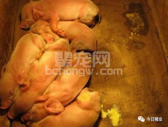 猪腹泻病又开始了，如何鉴别是那种病呢？看下面几点