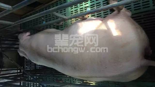 母猪助产：“十”字方针