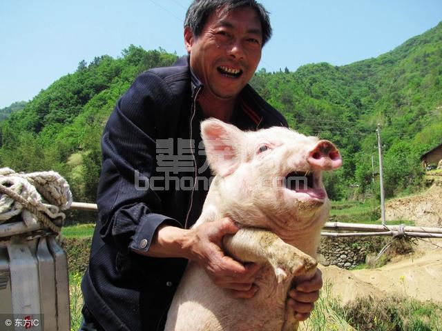 养好猪的关键是什么？看看养猪专业户怎么说！
