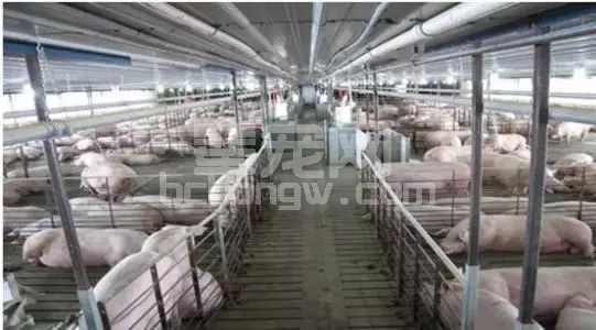 这5种母猪不淘汰，可能让你损失上百万！