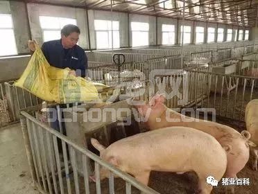 养猪想赚钱？这些方法降低成本！