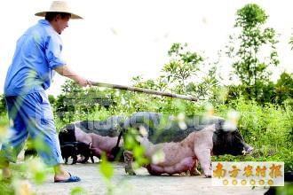 土猪养殖真没想象的简单……
