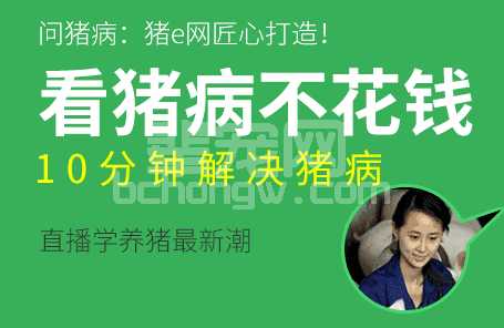 原来猪吃料减少和它有一定的关系啊！