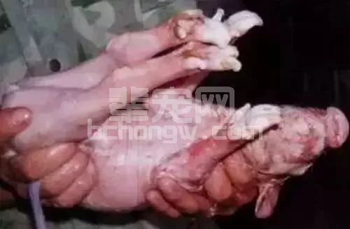 初生仔猪假死？这么做可起死回生！