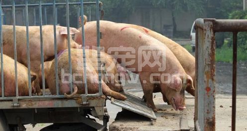 新手养猪难赚钱？养猪人教你这5步，利润轻松翻一翻！