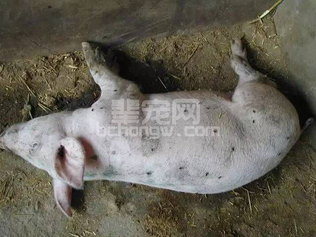 养猪需要知道的五个经典口诀！