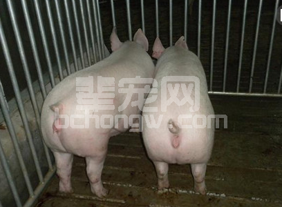 一线兽医：浅谈对母猪子宫炎症的一点认识