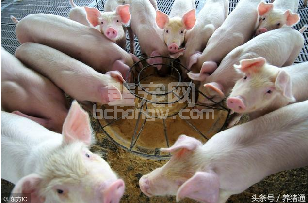 为什么说初生仔猪只能吃奶而不能吃饲料？