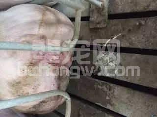 怀孕母猪尿液中有白色的东西是怎么回事？