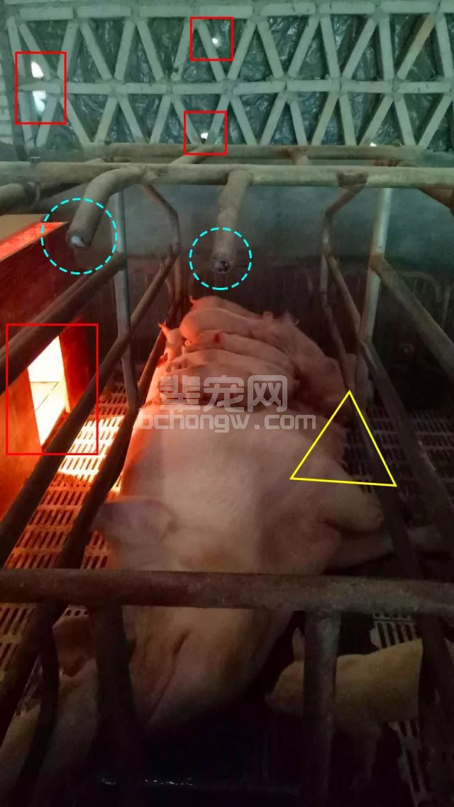 这些小猪只是趴在妈妈肚子上睡觉那么简单吗？