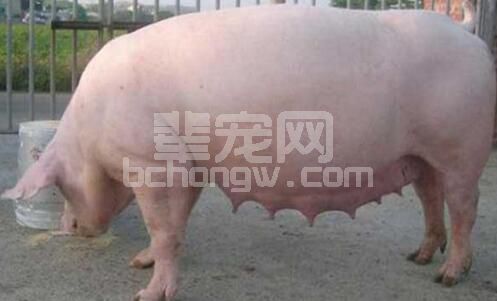 临产母猪的饲养也是重中之重！