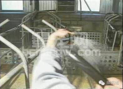如何掌握好母猪产前的管理技术？