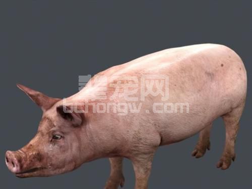 为啥人家母猪一窝能生15-6头，看看人家的母猪饲养管理方案