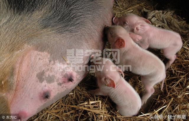 猪场母猪判断生产结束，养猪人你要知道这4招，减少损失