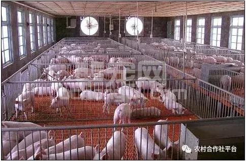 建设一个现代的养猪场都需要有哪些投入