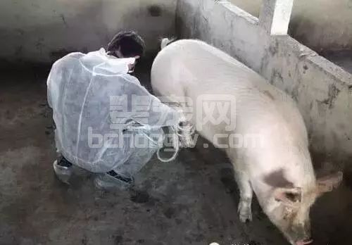 对于空怀期的母猪饲养有一半以上猪场做错了！