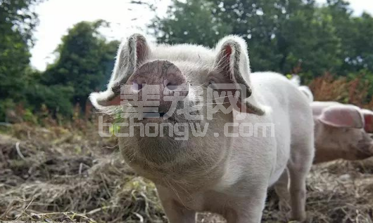 母猪的产后护理及保健方案，值得养猪户们收藏！