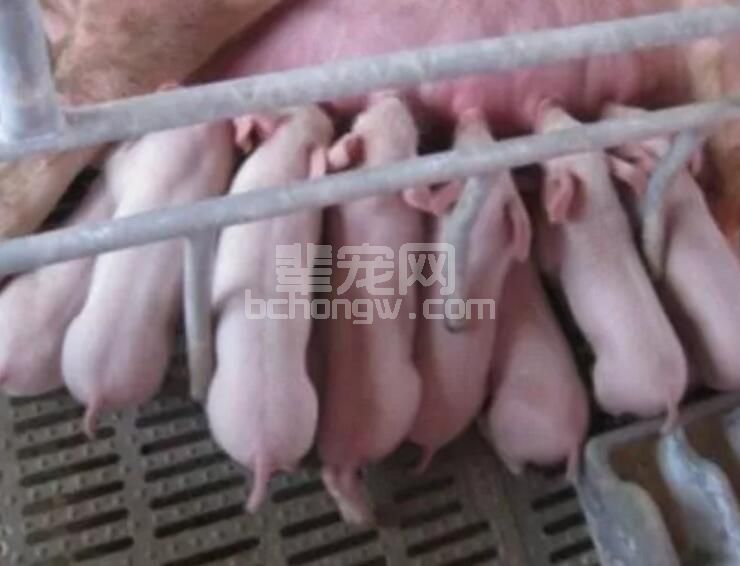 吐血整理：最全最新最权威的猪场管理要点都在这！