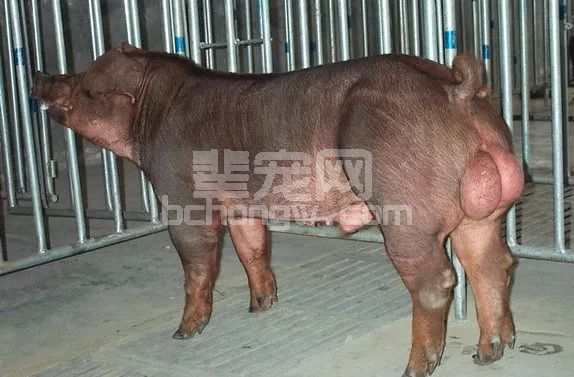 悄悄告诉你……后备公猪这样挑,母猪肯定受不了