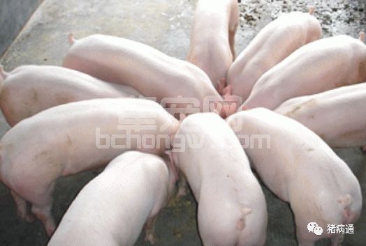 养猪要想多挣钱——只有猪长的快不生病才是硬道理！