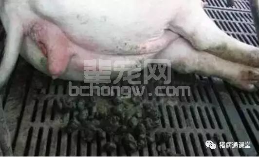 想要母猪多产仔，妊娠母猪料设计的原则要掌握！