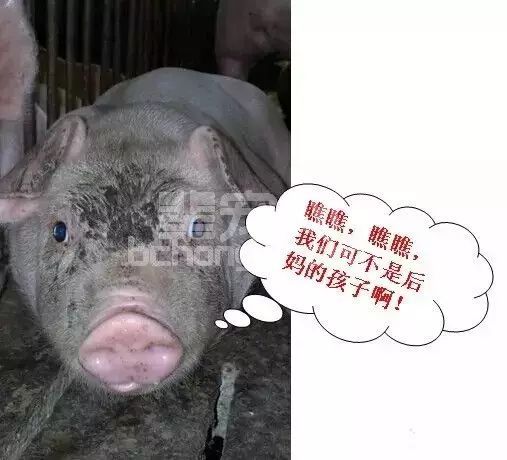 自繁自养猪场，这些小细节，不能忽视