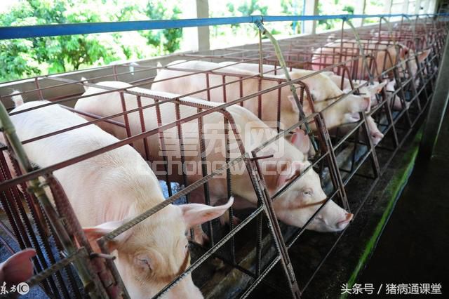 养猪用水泥漏粪板，它的优点是什么？
