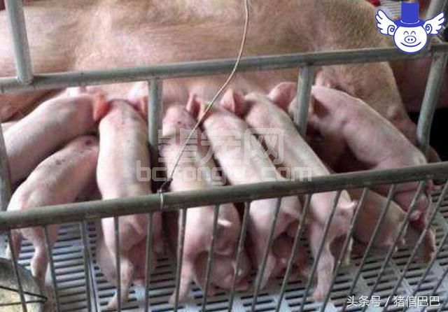 为什么说初产母猪带仔不宜过多？过度消耗可能会提高淘汰率
