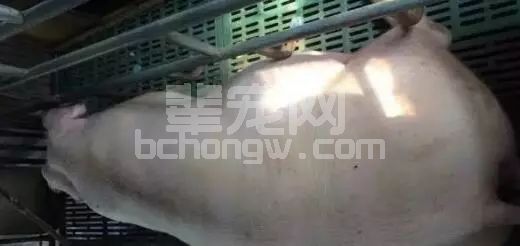 母猪难产怎么办？别怕，绝招在这！