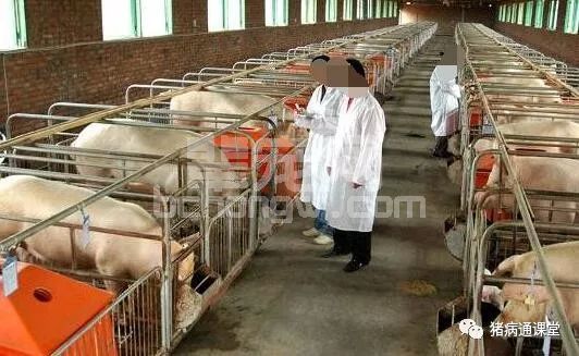 怎样提高分娩舍母猪采食量？这个太重要了！
