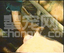 小猪出生后的正确断脐方法! 你真的知道吗?